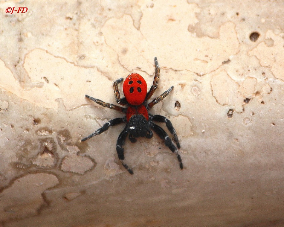 Eresus sp. . Bari